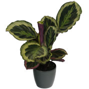 Calathea 'Shinestar' + Anthracite Cachepot